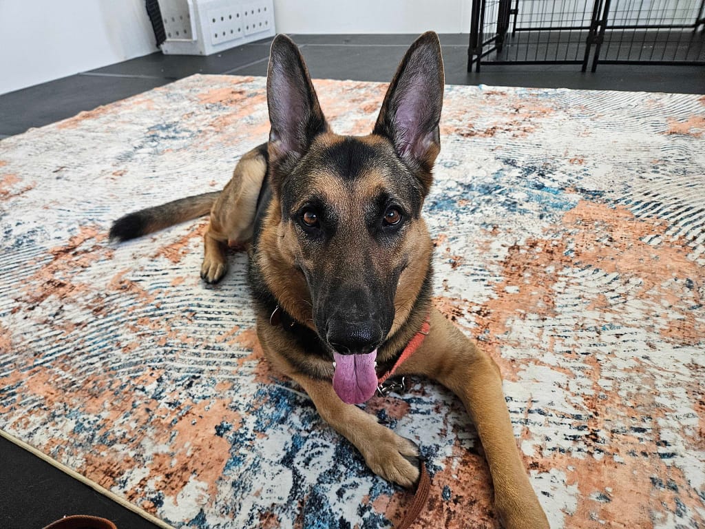 Home Home | Best Paw Forward Dog Training